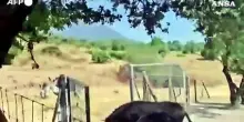 Incendi in Spagna e Francia, disagi anche per gli animali