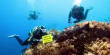 Greenpeace: mari italiani pi&ugrave; caldi, danni ai fondali