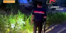 Piantagione di canapa indiana scoperta nella Locride, estirpati 1200 arbusti