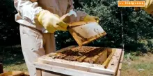 Apicoltura, in Italia oltre 1,5 milioni di alveari