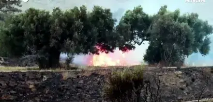 Incendi sull'isola greca di Creta, i roghi alimentati dal vento