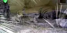 Al Bioparco di Roma nati cinque teneri fennec, i canidi pi&ugrave; piccoli