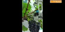 Cina, robot basati sull'IA rivoluzionano la viticoltura tradizionale