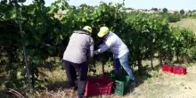 Caldo record, gi&agrave; si vendemmia nell'Oltrepo Pavese: "Mai a luglio"