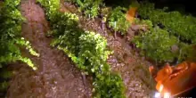 Con il caldo l'uva matura prima: gi&agrave; vendemmia nel Sud della Francia