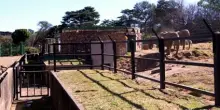 Battaglia legale per liberare tre elefanti allo zoo di Johannesburg
