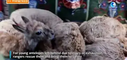 Cina, i ranger proteggono la fauna selvatica