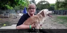 L'appello dal canile: "L'abbandono in estate &egrave; ancora troppo diffuso"