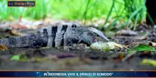 PetNews Magazine - 3/8/2026