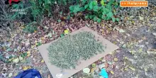 Controlli antidroga nel Torinese, 7 arresti