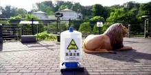 Allo zoo di Tama a Tokyo morte tre leonesse, forse per colpo di calore