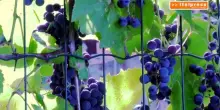 Vendemmia in anticipo, tra caldo estremo e carenza di manodopera