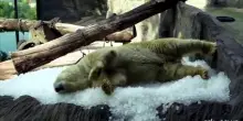 Gli orsi polari sfidano il caldo con ghiaccio e gelati allo zoo di Praga