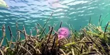 Crisi climatica, Mediterraneo sempre pi&ugrave; caldo anche in profondit&agrave;