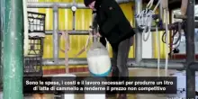 Australia, dal latte alla birra: la seconda vita dei cammelli