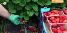 Coltivaitalia, nuove risorse per l'agricoltura