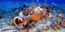 Nei fondali dell'Elba spuntano un dolium e i resti di un relitto