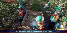 Agrifood Magazine - 12/8/2026