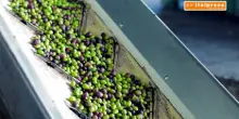 Olio d&rsquo;oliva, oltre 200 mila tonnellate invendute: filiera in crisi