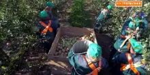 Caldo estremo, l'agricoltura europea paga il conto