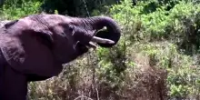 Misteriosa strage di elefanti in Kenya: muoiono in pochi giorni