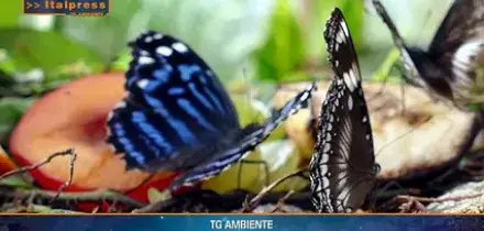Tg Ambiente - 16/8/2026