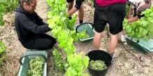 La sfida della vendemmia ultra-precoce nella regione dello Champagne
