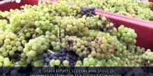 Champagne, vendemmia ultra-precoce nel 2026