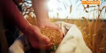 Caldo record, raccolto di cereali in calo