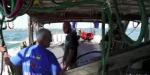 Il polpo in campo per combattere l'invasione dei granchi blu