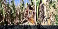 Siccit&agrave;, nei campi di Alessandria il raccolto &egrave; &ldquo;zero&rdquo;: l'allarme degli agricoltori