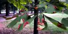 Caldo a Torino, foliage fuori stagione ai Giardini Reali