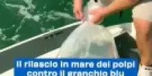 Il rilascio in mare dei polpi contro il granchio blu a Cesenatico, video