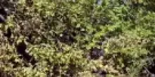 Strage di alberi dopo il nubifragio, il sindaco di Forl&igrave; chiede lo stato d'emergenza