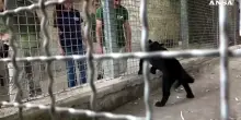 Record di nascite allo zoo di Napoli per 'colpa' del caldo, ecco Parthenope