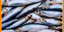 La Salute Vien Mangiando - La pasta con le sarde