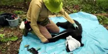 Giappone, contro gli attacchi degli orsi, si prova a non abbatterli