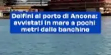 "Magico Incontro con i Delfini nel Porto di Ancona: Uno Spettacolo Inaspettato a Pochi Metri dalla Riva!"