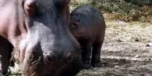 Nasce al parco Natura Viva l'unico baby ippopotamo d'Italia dal 2021