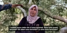Cisgiordania, bulldozer israeliani sradicano decine di ulivi