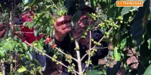 Caff&egrave; sempre pi&ugrave; caro, gli italiani riscoprono la moka
