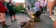 Roma, cade albero in piazza Sant'Egidio a Trastevere