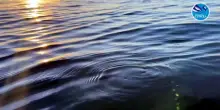 Video  2 tartarughe