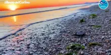 Nuovi cuccioli di tartaruga sulla spiaggia di Senigallia: il video