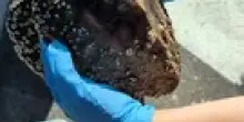 Salvata una tartaruga incastrata fra gli scogli a San Benedetto
