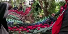 Indonesia, mamma orango e cucciolo salvati dopo gli incendi boschivi