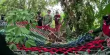 Indonesia, una mamma orango col beb&eacute; "evacuati" dall'incendio