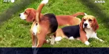 India, uno studio unisce IA e l'olfatto dei cani per individuare il cancro