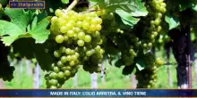 Tg Economia - 7/9/2026