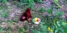 Scoperti in India cuccioli di orango, sospetto traffico di animali